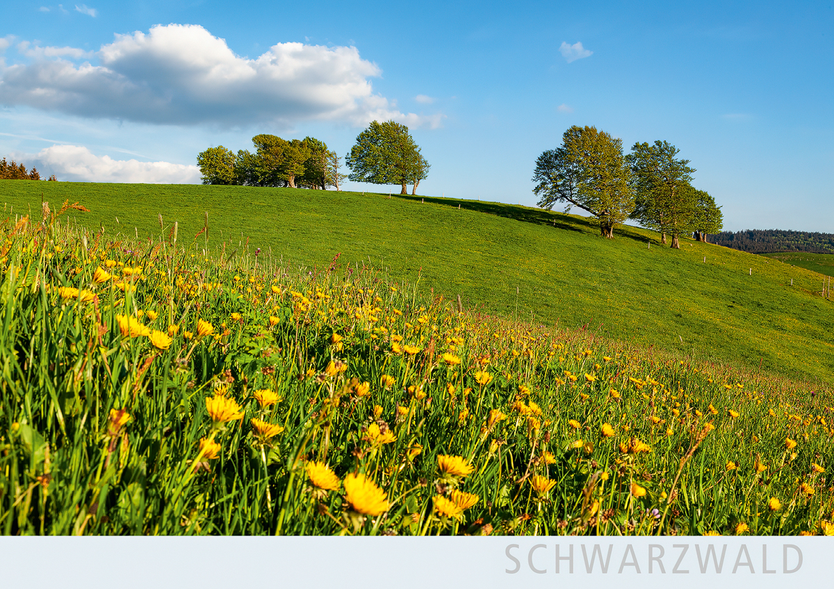 SW173 - Windbuchen auf dem Schauinsland
