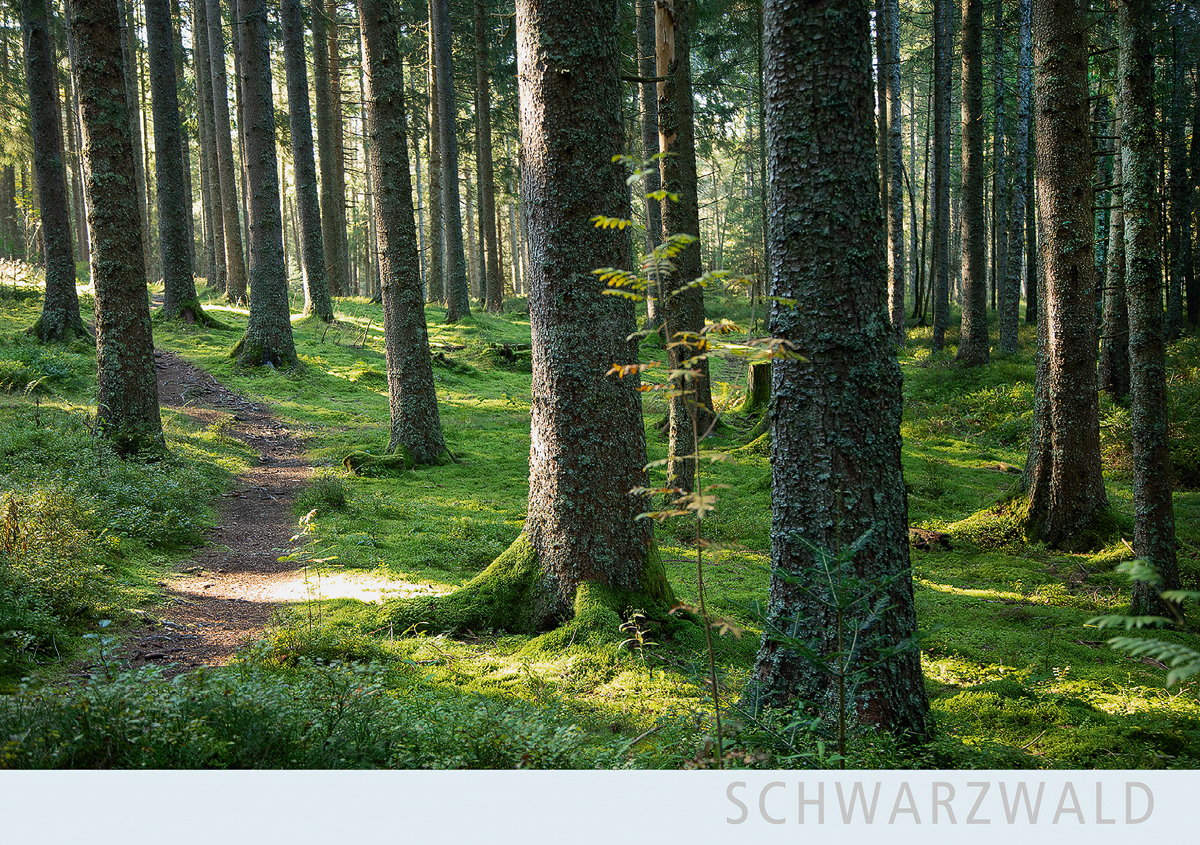 SW178 - Wald bei Hinterzarten