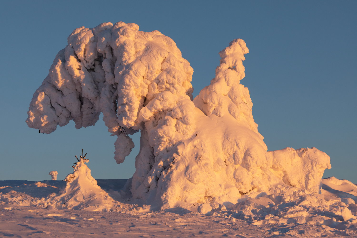 05 - Verschneite Baumskulptur am Feldberg