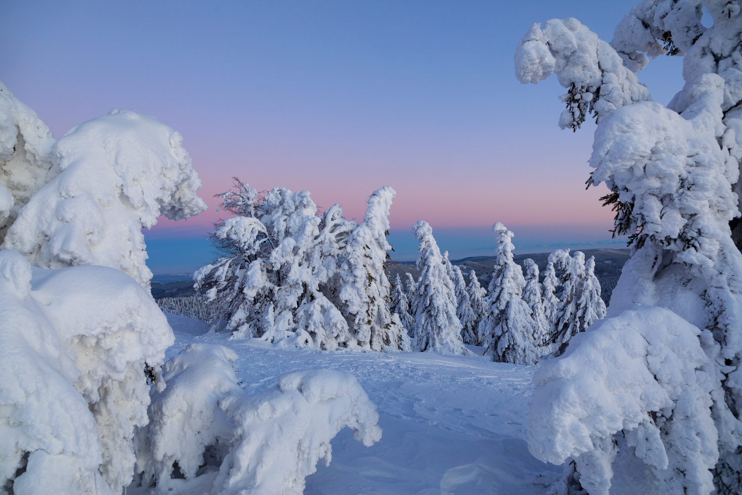 02 - Verschneite Tannen am Feldberg