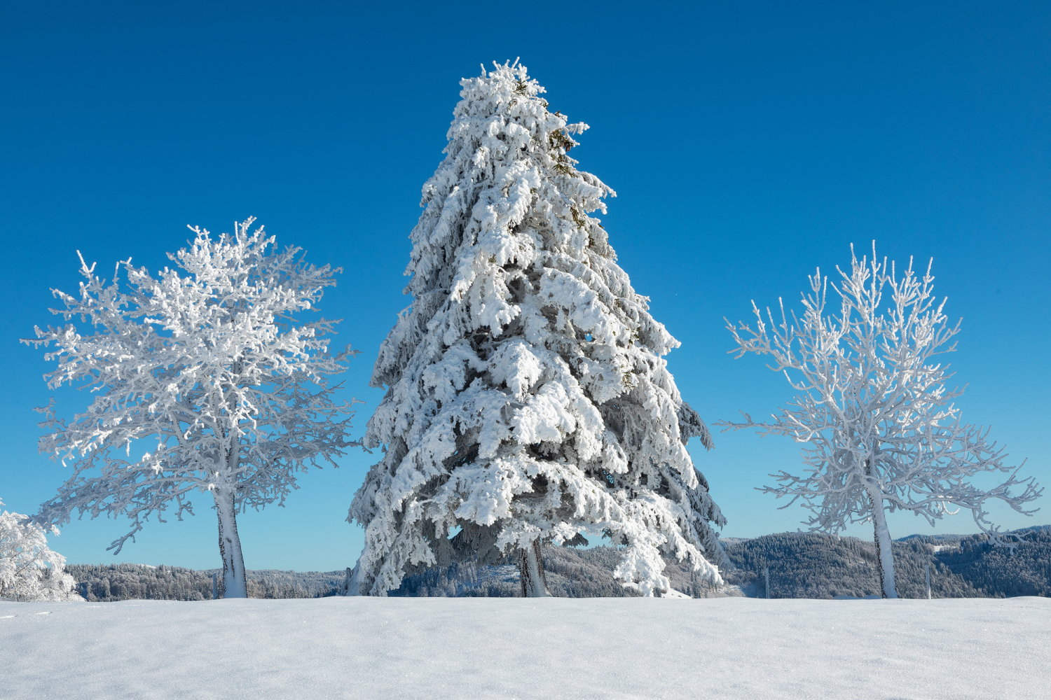 07 - Verschneite Bäume am Wiedener Eck, Schwarzwald