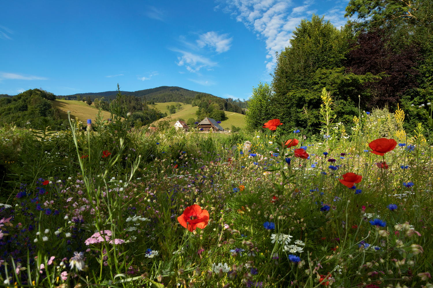 Bauernhof in Dietenbach