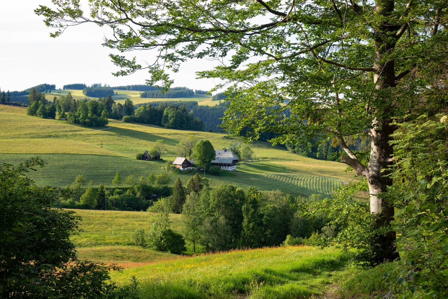 Bauernhof bei Hinterzarten