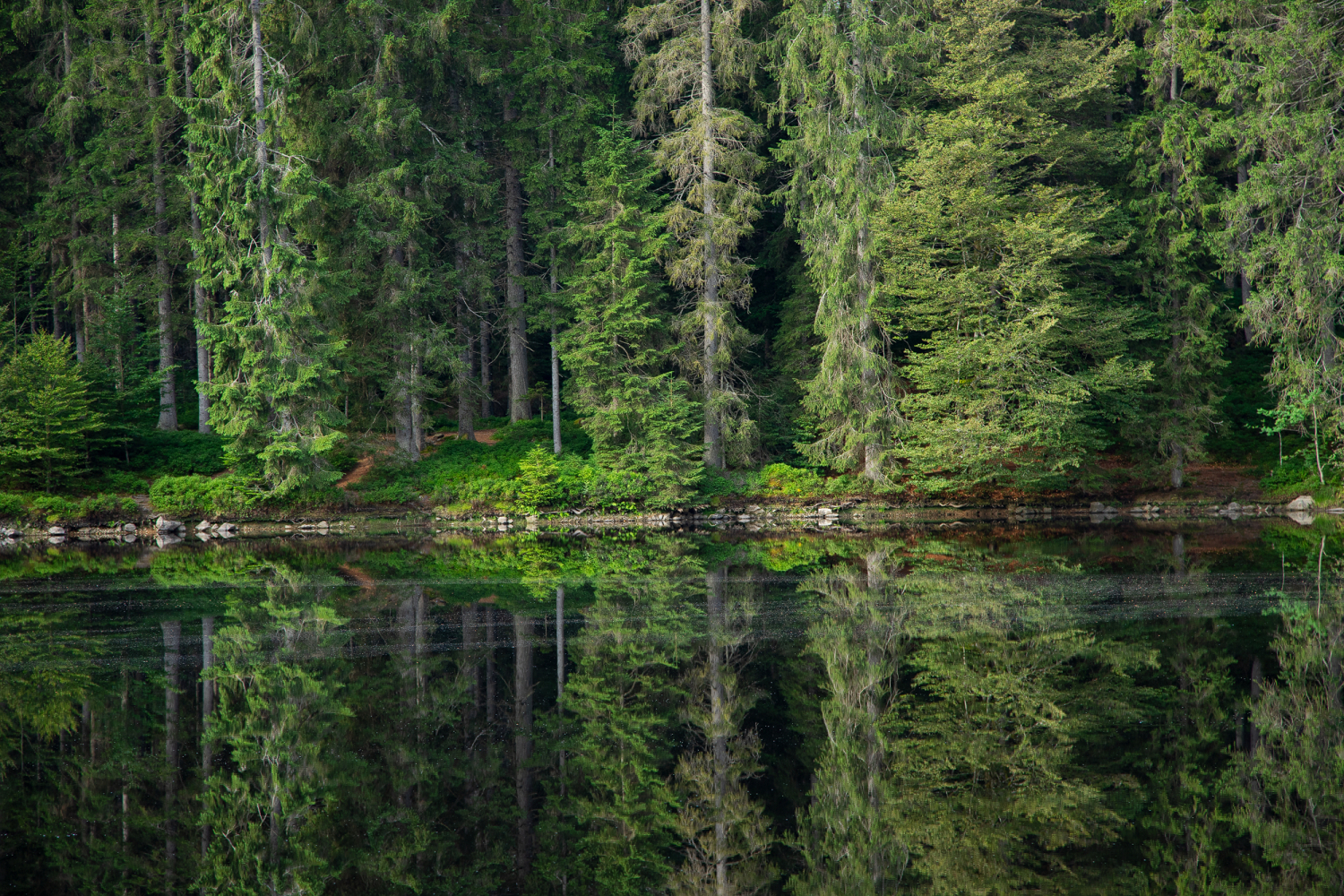 06 - Mathisleweiher, Schwarzwald