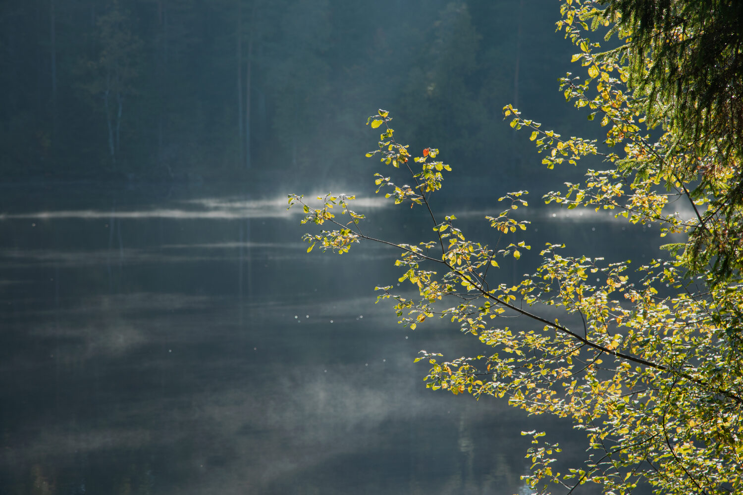 05 - Mathisleweiher, Schwarzwald