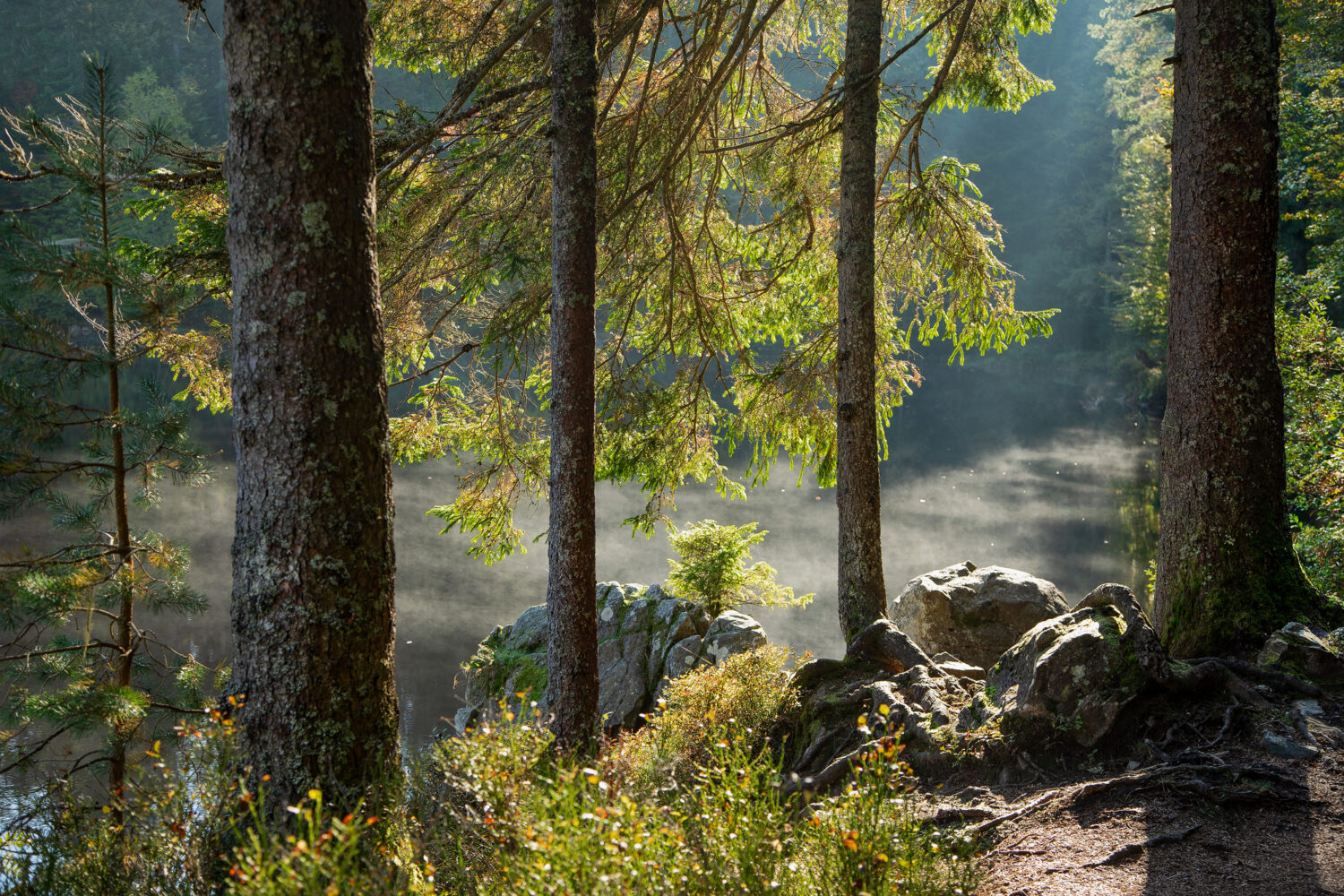 02 - Mathisleweiher, Schwarzwald