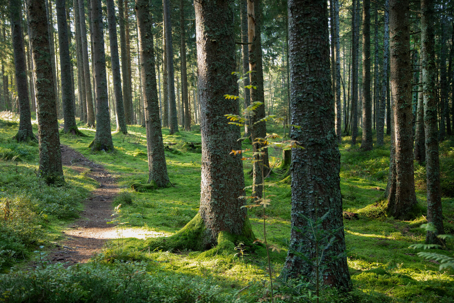 Wald am Mathisleweiher, Schwarzwald