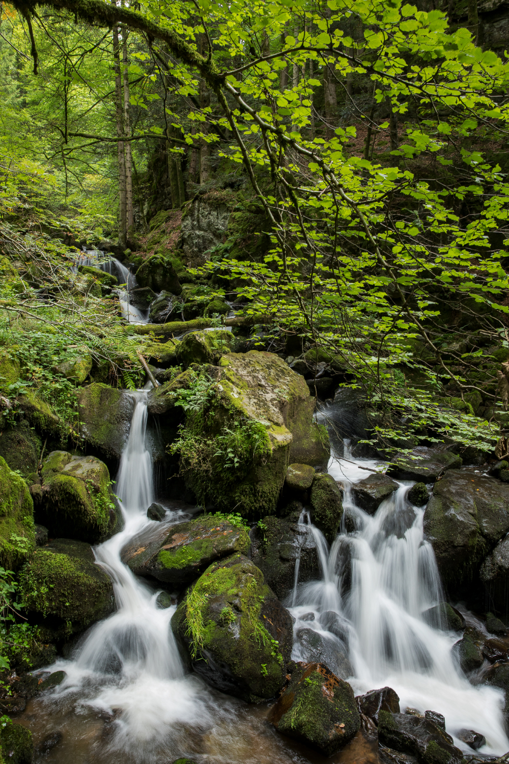 10 - Wilde Gutach in der Teichbachschlucht
